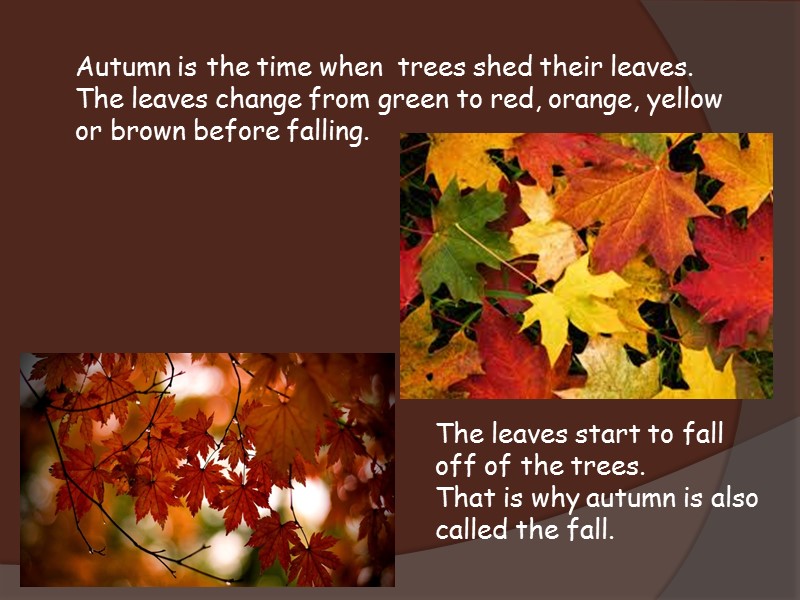 Autumn is the time when  trees shed their leaves.  The leaves change